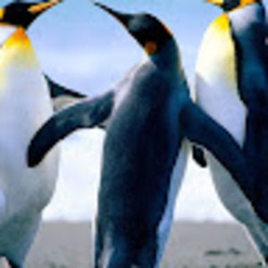 Meet your Posher, Jema